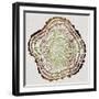Tree Rings in Brown-Cat Coquillette-Framed Giclee Print