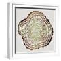 Tree Rings in Brown-Cat Coquillette-Framed Giclee Print