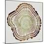 Tree Rings in Brown-Cat Coquillette-Mounted Giclee Print