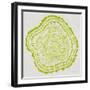 Tree Rings in Lime-Cat Coquillette-Framed Giclee Print