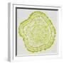 Tree Rings in Lime-Cat Coquillette-Framed Giclee Print