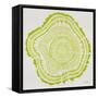 Tree Rings in Lime-Cat Coquillette-Framed Stretched Canvas