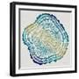 Tree Rings in Ombre-Cat Coquillette-Framed Giclee Print