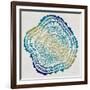 Tree Rings in Ombre-Cat Coquillette-Framed Giclee Print