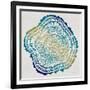 Tree Rings in Ombre-Cat Coquillette-Framed Giclee Print