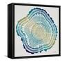 Tree Rings in Ombre-Cat Coquillette-Framed Stretched Canvas