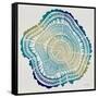 Tree Rings in Ombre-Cat Coquillette-Framed Stretched Canvas