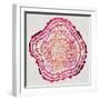 Tree Rings in Pink-Cat Coquillette-Framed Giclee Print