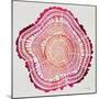 Tree Rings in Pink-Cat Coquillette-Mounted Giclee Print