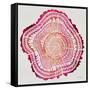 Tree Rings in Pink-Cat Coquillette-Framed Stretched Canvas