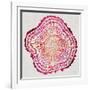 Tree Rings in Pink-Cat Coquillette-Framed Giclee Print