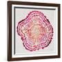 Tree Rings in Pink-Cat Coquillette-Framed Giclee Print