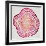 Tree Rings in Pink-Cat Coquillette-Framed Giclee Print