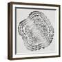 Tree Rings in Silver-Cat Coquillette-Framed Giclee Print