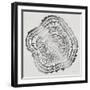 Tree Rings in Silver-Cat Coquillette-Framed Giclee Print