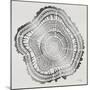 Tree Rings in Silver-Cat Coquillette-Mounted Giclee Print