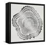 Tree Rings in Silver-Cat Coquillette-Framed Stretched Canvas
