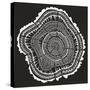 Tree Rings in White on Black-Cat Coquillette-Stretched Canvas