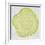 Tree Rings Lime-Cat Coquillette-Framed Giclee Print