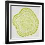 Tree Rings Lime-Cat Coquillette-Framed Giclee Print