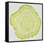 Tree Rings Lime-Cat Coquillette-Framed Stretched Canvas