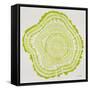 Tree Rings Lime-Cat Coquillette-Framed Stretched Canvas