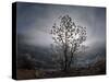 Tree Rises Above the Noravank Canyon in Southern Armenia-null-Stretched Canvas