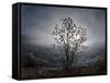 Tree Rises Above the Noravank Canyon in Southern Armenia-null-Framed Stretched Canvas