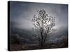 Tree Rises Above the Noravank Canyon in Southern Armenia-null-Stretched Canvas