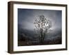 Tree Rises Above the Noravank Canyon in Southern Armenia-null-Framed Photographic Print