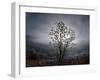 Tree Rises Above the Noravank Canyon in Southern Armenia-null-Framed Photographic Print