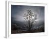 Tree Rises Above the Noravank Canyon in Southern Armenia-null-Framed Photographic Print