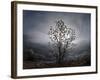 Tree Rises Above the Noravank Canyon in Southern Armenia-null-Framed Photographic Print