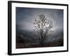 Tree Rises Above the Noravank Canyon in Southern Armenia-null-Framed Photographic Print