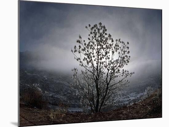 Tree Rises Above the Noravank Canyon in Southern Armenia-null-Mounted Photographic Print