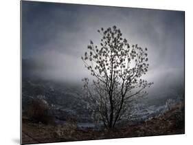 Tree Rises Above the Noravank Canyon in Southern Armenia-null-Mounted Photographic Print