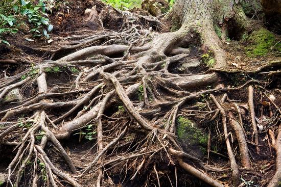 'Tree root patterns - Pisgah National Forest - near Brevard, North ...