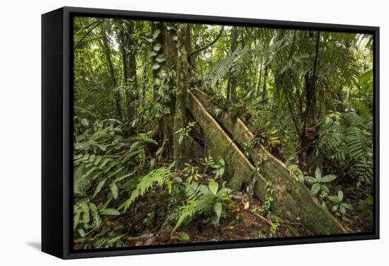 Tree Root Protruding, Costa Rica-Rob Sheppard-Framed Stretched Canvas