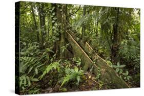 Tree Root Protruding, Costa Rica-Rob Sheppard-Stretched Canvas