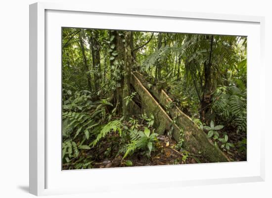 Tree Root Protruding, Costa Rica-Rob Sheppard-Framed Photographic Print