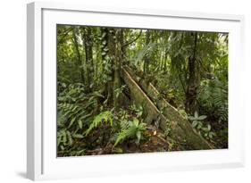 Tree Root Protruding, Costa Rica-Rob Sheppard-Framed Photographic Print