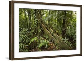 Tree Root Protruding, Costa Rica-Rob Sheppard-Framed Photographic Print