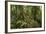 Tree Root Protruding, Costa Rica-Rob Sheppard-Framed Photographic Print