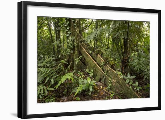 Tree Root Protruding, Costa Rica-Rob Sheppard-Framed Photographic Print