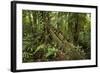 Tree Root Protruding, Costa Rica-Rob Sheppard-Framed Photographic Print