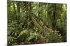 Tree Root Protruding, Costa Rica-Rob Sheppard-Mounted Photographic Print