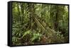 Tree Root Protruding, Costa Rica-Rob Sheppard-Framed Stretched Canvas