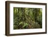 Tree Root Protruding, Costa Rica-Rob Sheppard-Framed Photographic Print