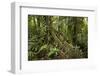 Tree Root Protruding, Costa Rica-Rob Sheppard-Framed Photographic Print