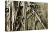 Tree Roots Growing over Bas-Relief on Ta Prohm Temple Ruins, Siem Reap-David Wall-Stretched Canvas